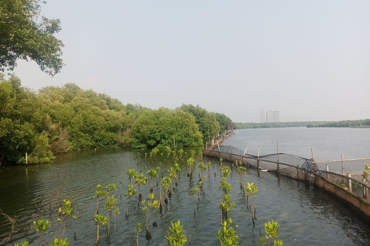 Suasana di Kawasan Hutan Lindung Angke Kapuk, Jakarta Utara.