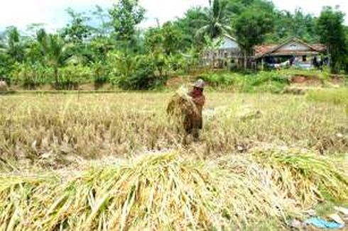 Kontribusi Sektor Pertanian ke Ekonomi Indonesia Masih Rendah, Kenapa?