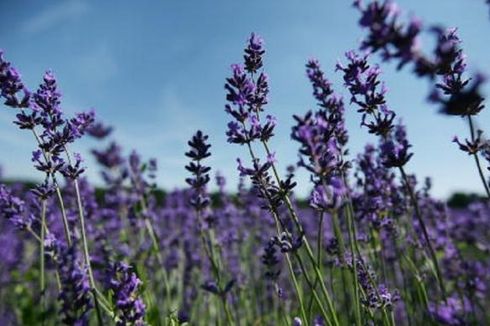 Harus Tahu, Berikut Manfaat Bunga Lavender untuk Kesehatan