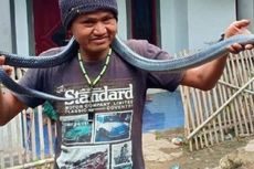 Pria di Bandung Tewas Dililit Ular Sanca Peliharaannya Seberat 17 Kg