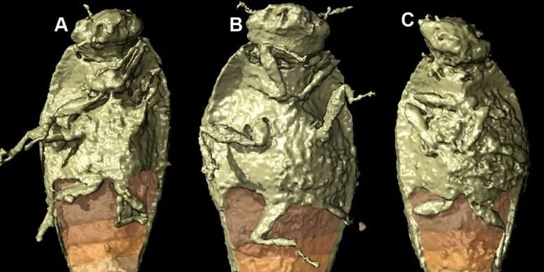 Rekonstruksi 3 Dimensi dari Triamyxa coprolithica, fosil kumbang purba yang ditemukan di dalam kotoran dinosaurus.  
