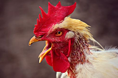 Apakah Ayam Bisa Tuli Karena Berkokok dengan Sangat Keras?