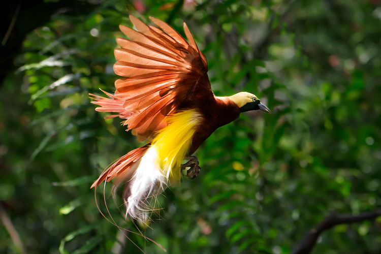 Burung Cendrawasih.