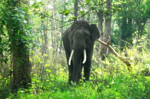 Kereta Api Tabrak 5 Ekor Gajah di India