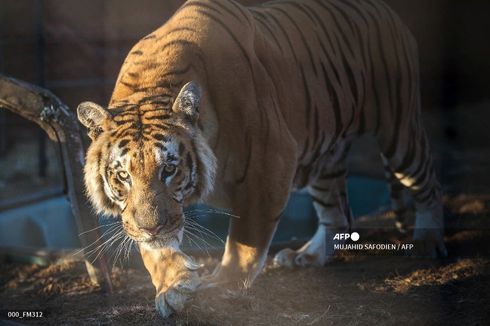 Kisah Tragis Remaja 15 Tahun Tewas Diterkam Harimau Saat Asyik Main Ponsel di Hutan