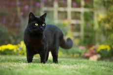 3 Penyebab Kucing Kabur dari Rumah dan Cara Mencegahnya