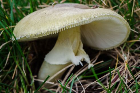 Jamur-jamur Beracun Paling Mematikan di Dunia, Paling Beracun Ada di Eropa