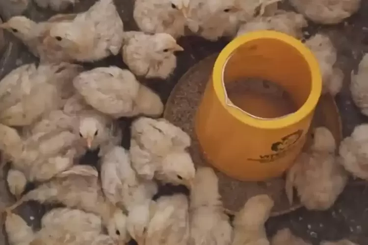 Peternak Menjerit, Harga Pakan Ayam Naik Jadi Rp 460.000 per Karung
