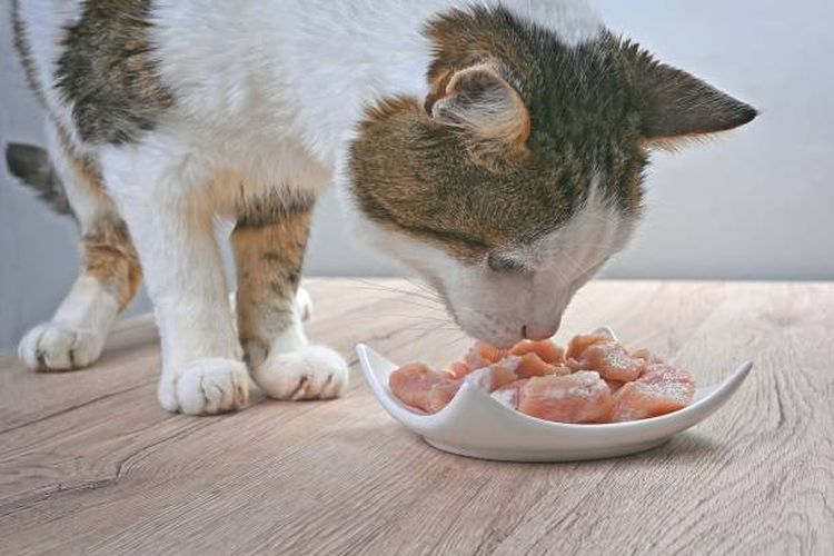 Ilustrasi kucing makan daging.