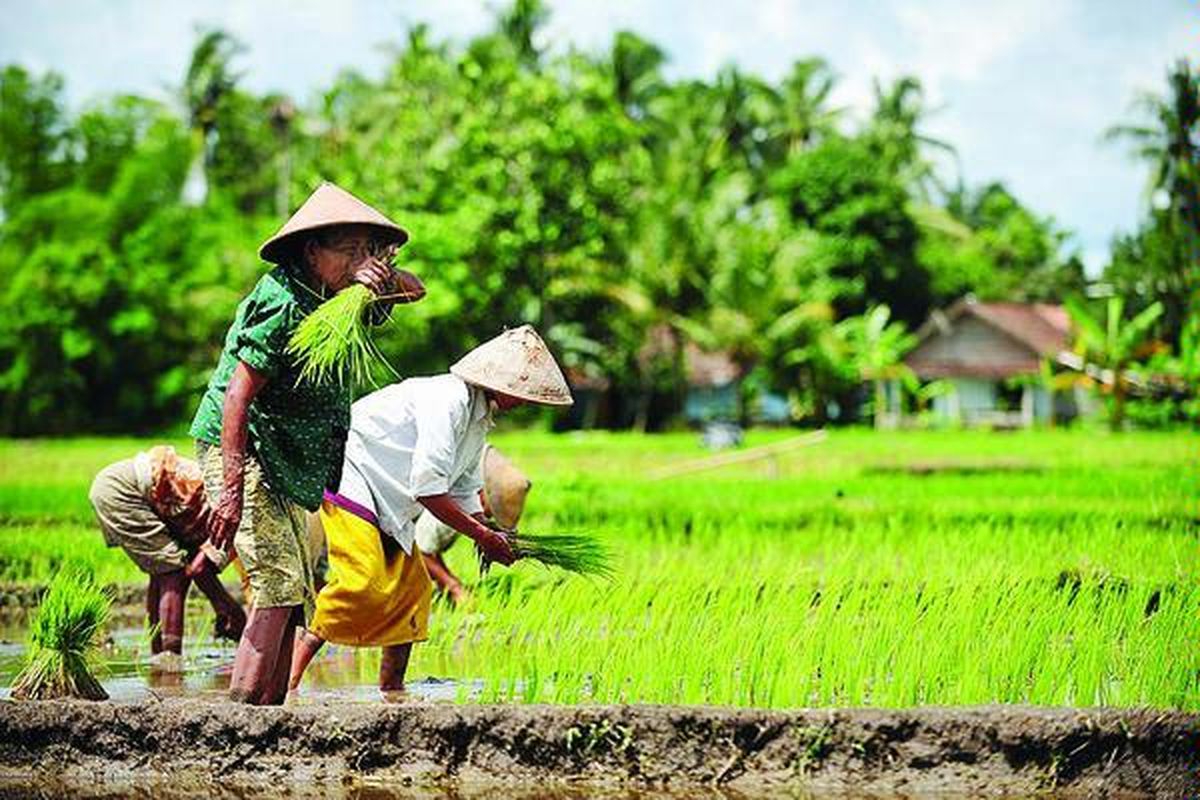 Perempuan buruh tani menanam bibit padi di Desa Patukan, Kabupaten Sleman, DI Yogyakarta, Jumat (28/11). Setiap buruh tani mendapat upah Rp 16.000 per hari dari hasil menanam bibit padi di petak sawah sepanjang 1.600 meter.  