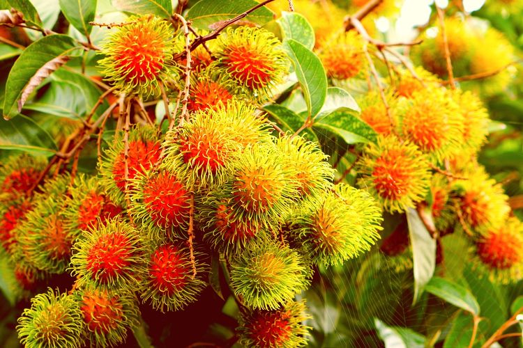Ilustrasi tanaman rambutan, pohon rambutan. 