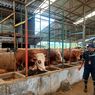 PMK Merebak di Jateng, 2.900 Sapi Terinfeksi