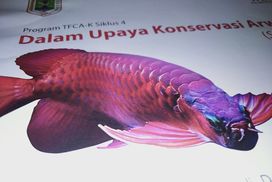 Komentar Berita Seri Hewan Nusantara Arwana Super Red Ikan