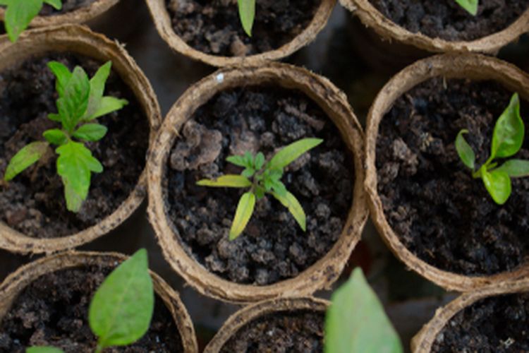 Ilustrasi tanaman yang tumbuh di cocopot