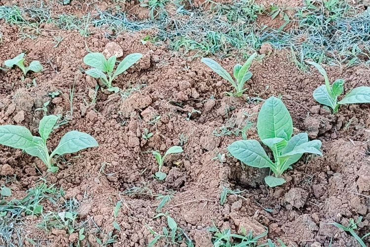 Petani Tembakau Resah Hujan Terus, BMKG Sebut Ada Fenomena Belokan Arus Udara