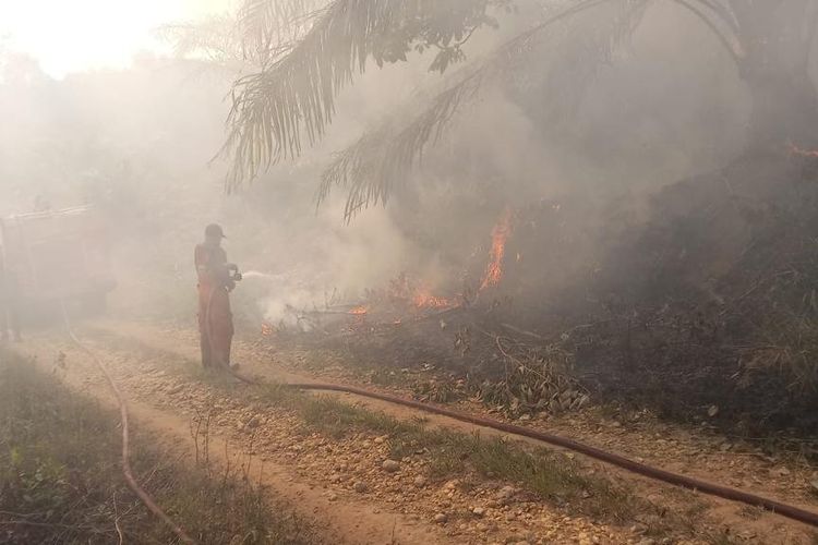 Puluhan Hektare Lahan Terbakar di Dharmasraya, Polisi Buru Pemilik Lahan