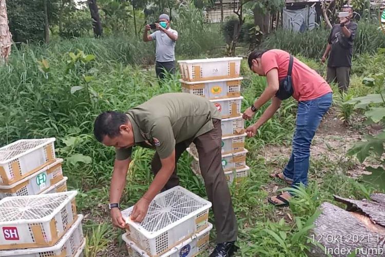 Petugas BBKSDA Riau melepasliarkan ratusan burung yang diduga akan dijual.