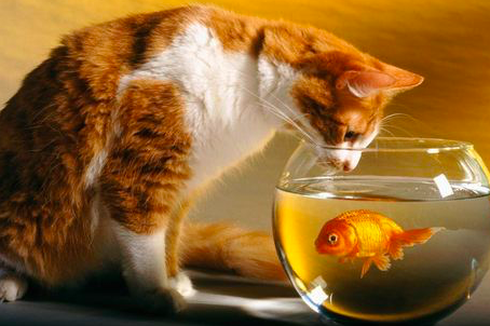 Bisakah Kita Memelihara Kucing dan Ikan Bersama?