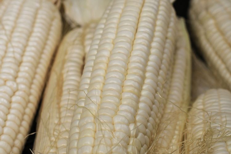 Ilustrasi jagung ketan