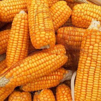 Ilustrasi jagung. 