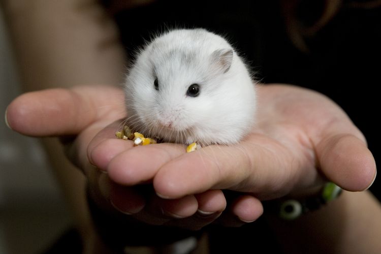 Ilustrasi hamster Winter White.