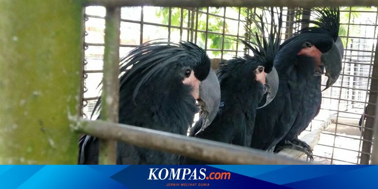 5 Fakta Di Balik Penyelundupan Kakatua Di Riau Mati Satu Ekor Hingga Dijual Ratusan Juta Halaman All Kompas Com