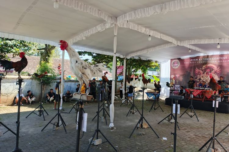 Saat Ayam Tak Sekadar Berkokok, Mereka 
