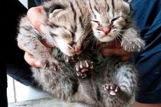 Penampakan 2 Ekor Anak Meong Congkok yang Dievakuasi dari Warga di Sanggabuana