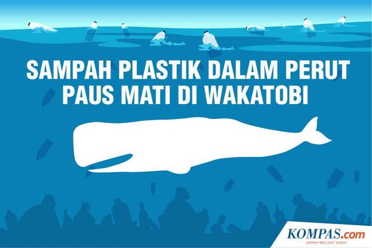 Sampah Plastik Dalam Perut Paus Mati Di Wakatobi