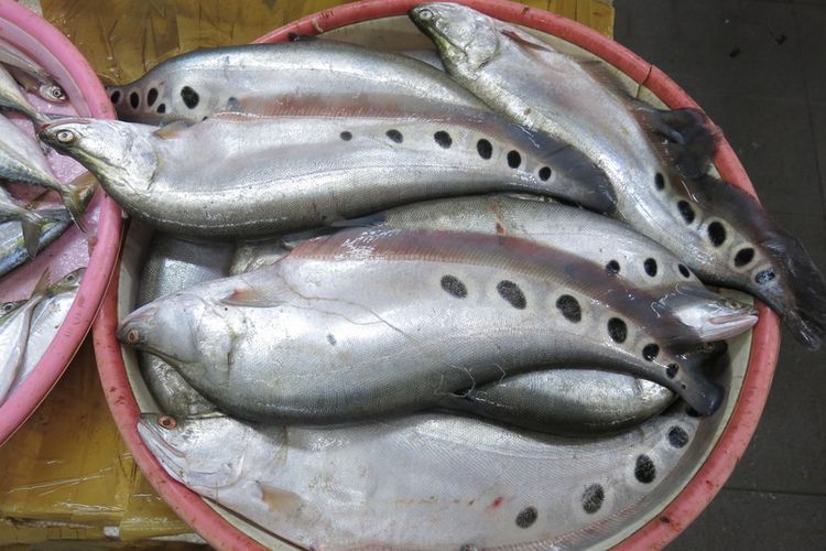 Ikan belida kembali ditemukan setelah dinyatakan punah pada 2020.