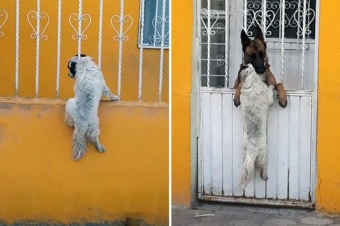 Seekor Anjing Terjepit di Pagar dan Temannya Datang Membantu