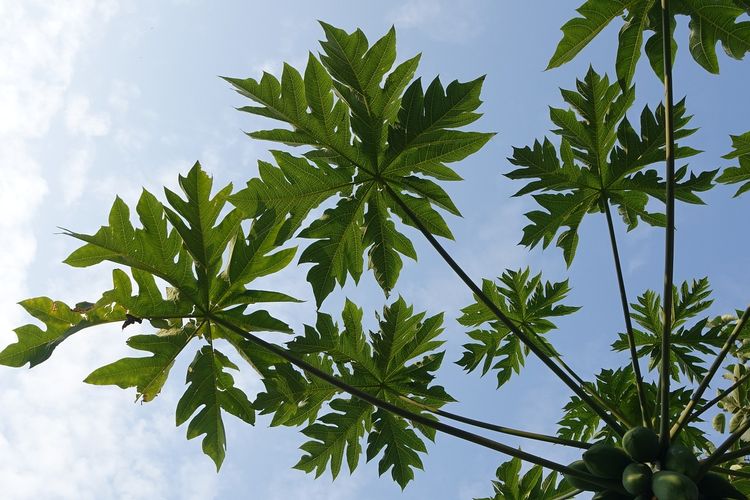 Ilustrasi tanaman pepaya, daun pepaya.