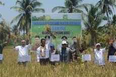 Genjot Produksi, Mentan Panen Raya di Sawah Tadah Hujan