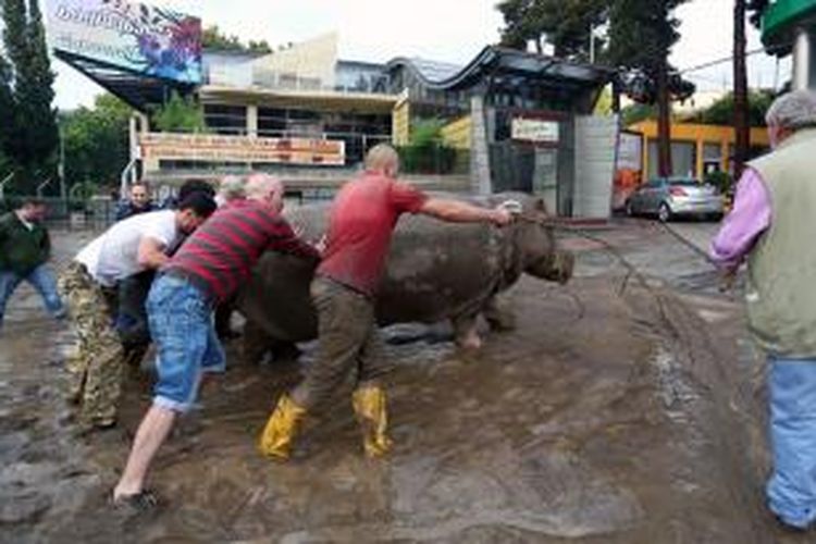 Warga kota Tbilisi mendorong seekor kuda nil milik kebun binatang kota itu yang kabur setelah banjir menerjang. Puluhan hewan, termasuk hewan buas, kabur dan hingga kini masih diburu aparat keamanan.