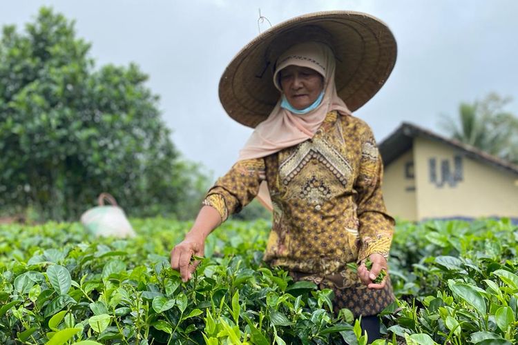 Petani lokal memetik teh di kebun teh Gumilir, Kulon Progo. 