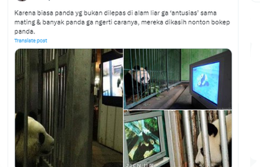 Benarkah Panda Diberi Tontonan Film Porno agar Bisa Kawin ...