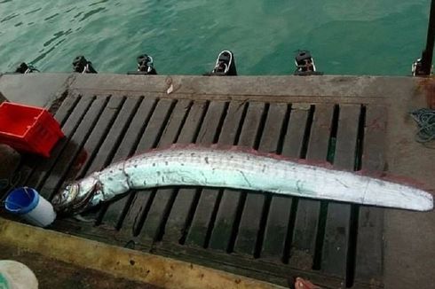 Ikan Laut Dalam Tertangkap Nelayan, Kota di Peru Siaga Gempa