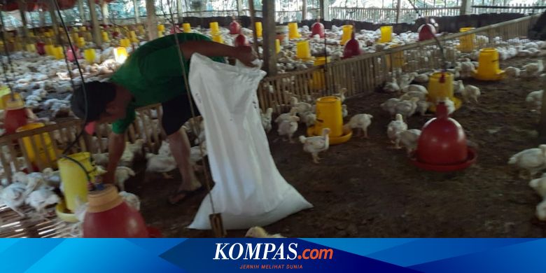 Jeritan Peternak Saat Harga Ayam Anjlok Rp 5 000 Per Kg Pilih Bertahan Atau Kosongkan Kandang Halaman All Kompas Com