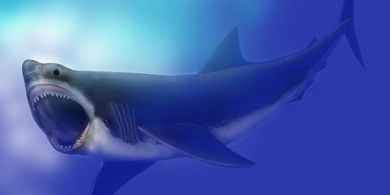 Ilustrasi Megalodon, hiu purba, hiu raksasa, hewan laut purba.