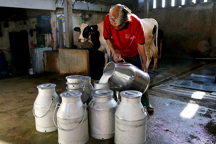 Peternak sapi perah di Jawa Timur mengumpulkan susu sapi untuk diolah di pusat operasional Nestlé Indonesia.