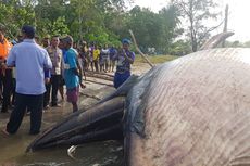 Bangkai Paus Terdampar Gegerkan Warga Kampung Timika Pantai, Papua