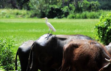 Burung kuntul dan kerbau yang membentuk protokooperasi.
