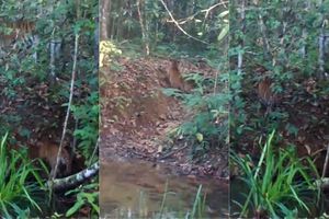 Harapan Baru Konservasi: Trio Anak Harimau Sumatera Terpotret di Way Kambas