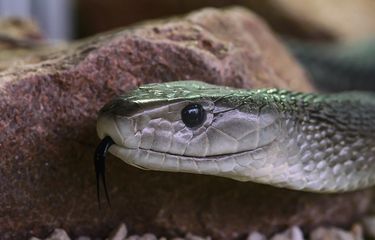 Porno filmlarda tatuirovka va pirsing