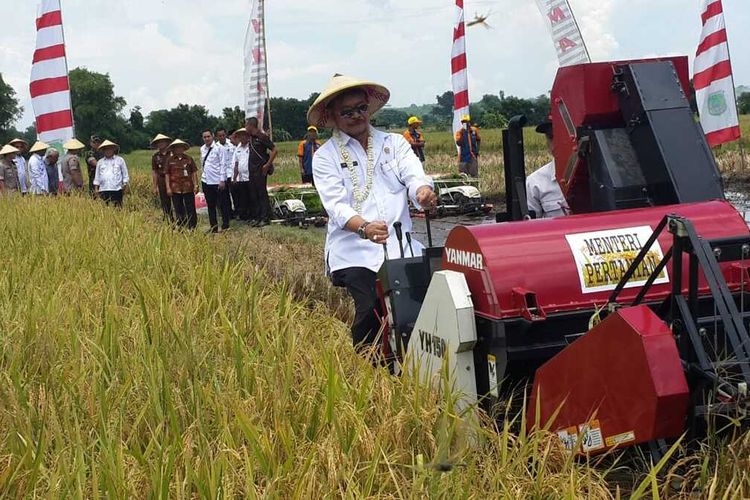 Menteri Pertanian Syahrul Yasin Limpo saat panen padi di Kecamatan Nguling, Kabupaten Pasuruan, Jawa Timur, Rabu (12/2/2020).