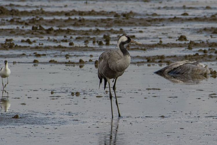 Ribuan burung bangau yang sedang bermigrasi di Israel mati akibat terinfeksi flu burung. 