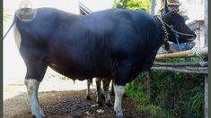 Prabowo Salurkan 12 Sapi Kurban untuk Masyarakat Bali