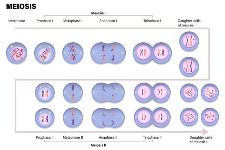 Ilustrasi proses pembelahan sel meiosis.