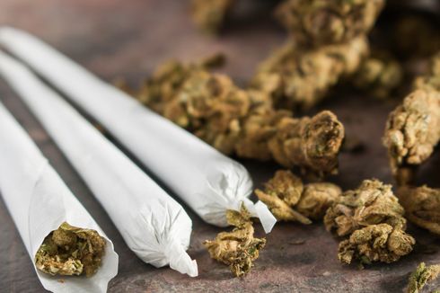 5 Fakta Ganja dari Kandungan Zat Adiktif, Efek, hingga Risiko Kecanduan