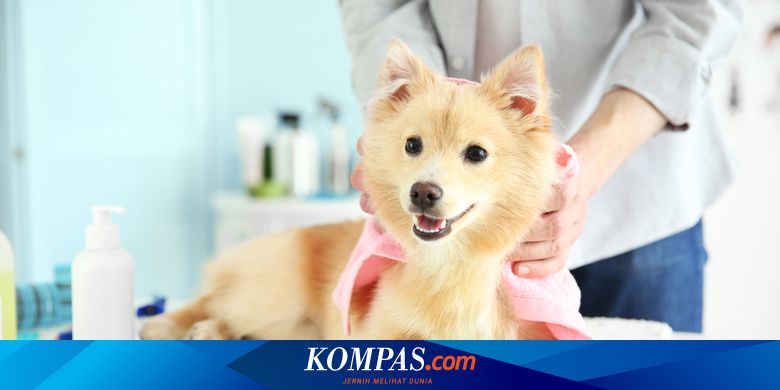 4 Alasan Hewan Peliharaan Perlu Grooming Secara Rutin Halaman all - Kompas.com
